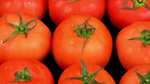 Macro Dolly Tracking Shot Across Fresh Ripe Red Tomatoes Stock Footage 342773076