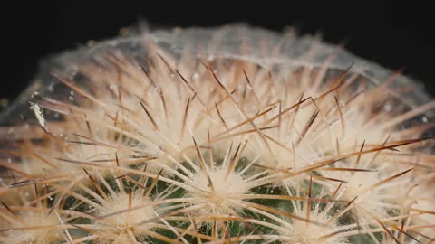 Macro Dolly Zoom of a Cactus Enveloped in Delicate Spider Webs with Tiny Spiders Video stock 296361562