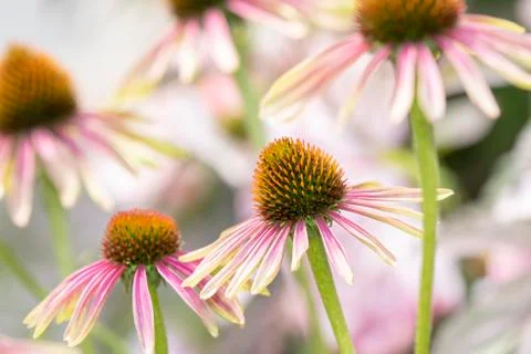 Macro of Double Decker Cone Flower (Echinacea) in Beautiful Light Stock Photos