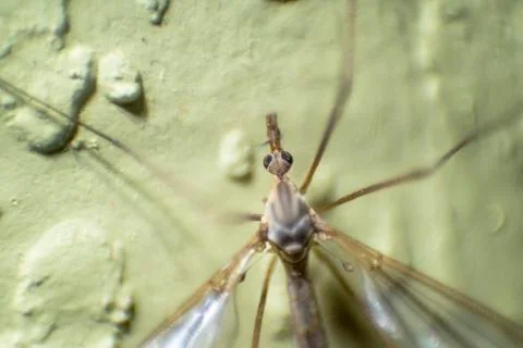 Macro Dragonfly Clinging on to a Wall Foto stock