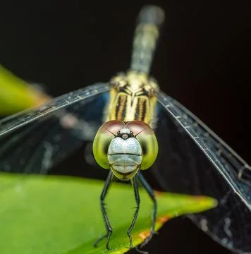 Macro of dragonfly facing front, standing on leaf Photos