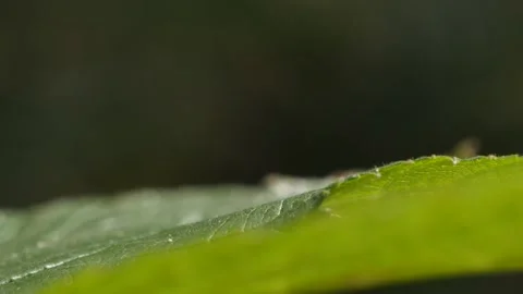 Macro Dragonfly flying away and landing again on a green leave in slowmotion. Vidéo 159719075