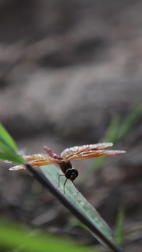 Macro of dragonfly Stock Footage 248199656
