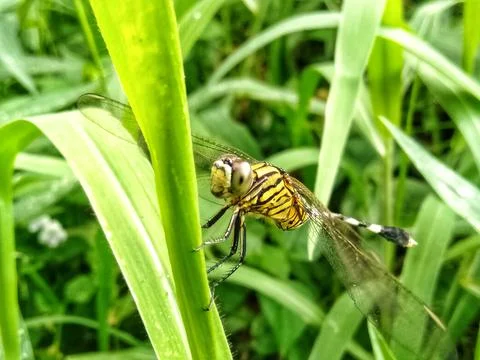 Macro dragonfly green Stock Photos