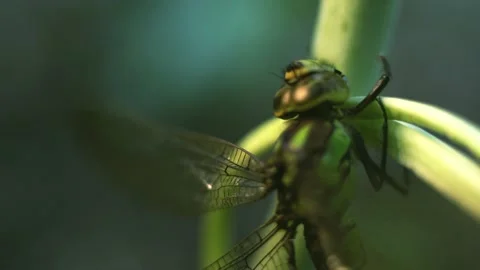 Macro of Dragonfly Insect 01 Stock-Footage 138893873