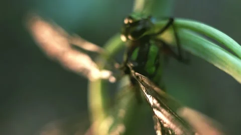 Macro of Dragonfly Insect 02 Stock Footage 138895772