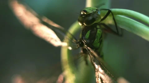 Macro of Dragonfly Insect 03 Stock Footage 138896277