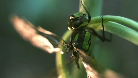 Macro of Dragonfly Insect 04 Stock Footage 138896940