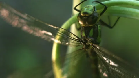 Macro of Dragonfly Insect 05 Stock Footage 138897362
