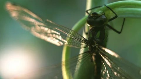 Macro of Dragonfly Insect 06 Stock Footage 138898099