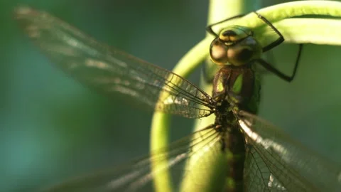 Macro of Dragonfly Insect 07 Stock Footage 138898660