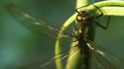 Macro of Dragonfly Insect 08 Stock Footage 138899317