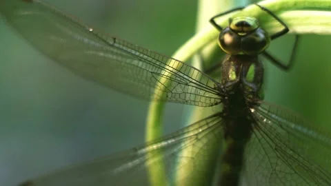 Macro of Dragonfly Insect 09 Stock Footage 138900256
