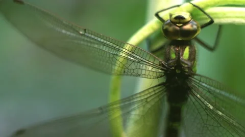 Macro of Dragonfly Insect 11 Stock Footage 138901073