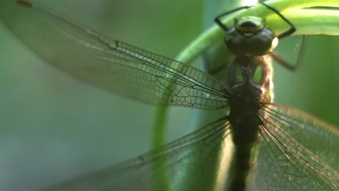 Macro of Dragonfly Insect 12 Stock Footage 138901401