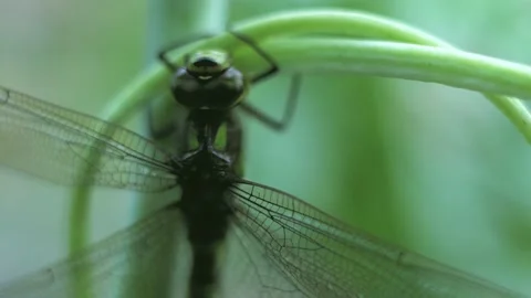 Macro of Dragonfly Insect 13 Stock Footage 138916423