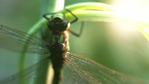 Macro of Dragonfly Insect 14 Stock Footage 138901760