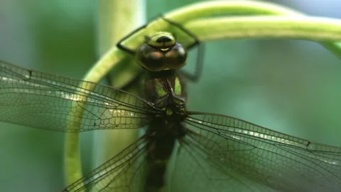 Macro of Dragonfly Insect 15 Stock-Footage 138902092