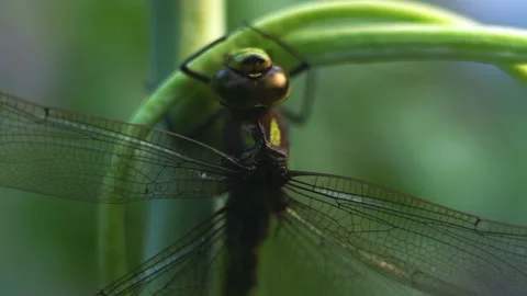 Macro of Dragonfly Insect 16 Stock Footage 138902370