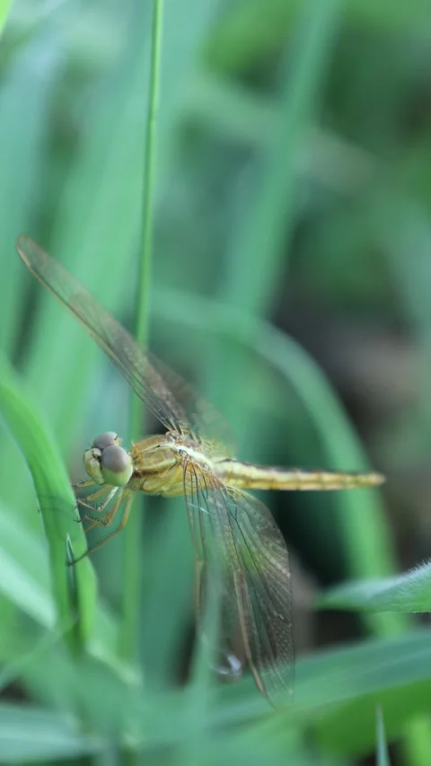 Macro of dragonfly in nature Stock Footage 248199564