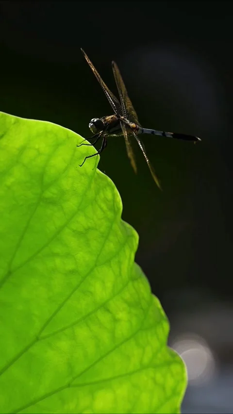 Macro Dragonfly Perched on Bright Green Leaf Vidéo 329839969