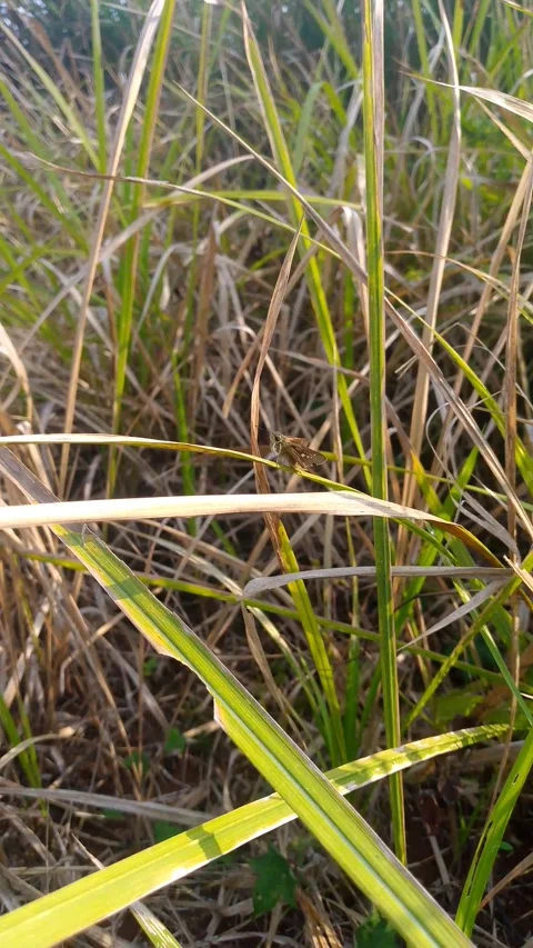 Macro dragonfly perching on dry grass in sunlight nature 4k footage Stock-Footage 341775996