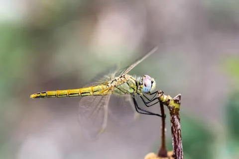 Macro dragonfly Stock Photos