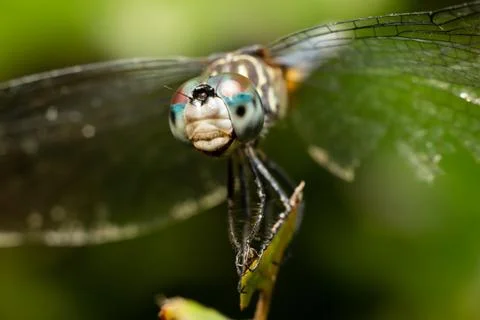 Macro dragonfly Stock Photos