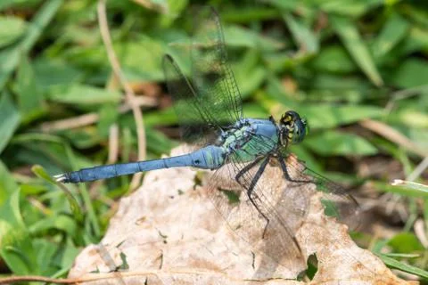 Macro dragonfly Stock Photos