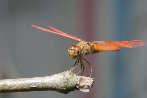 Macro dragonfly Stock Photos