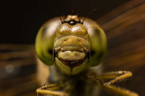 Macro dragonfly Stock Photos