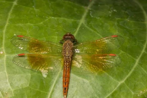 Macro dragonfly Stock Photos