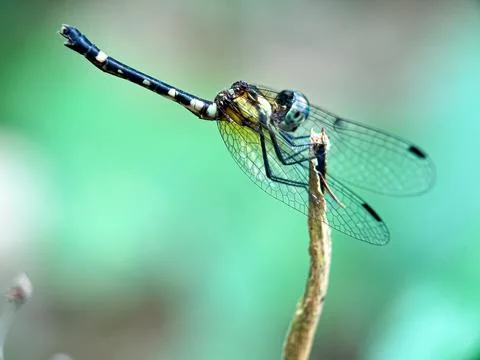 Macro dragonfly Stock Photos