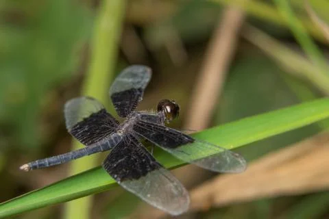 Macro dragonfly on the plant Stock Photos