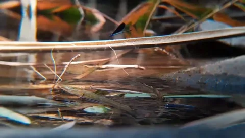 Macro Dragonfly on Reed Above Calm Stream at Sunset 4K Видео 343079427
