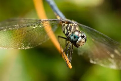 Macro dragonfly2 Stock Photos