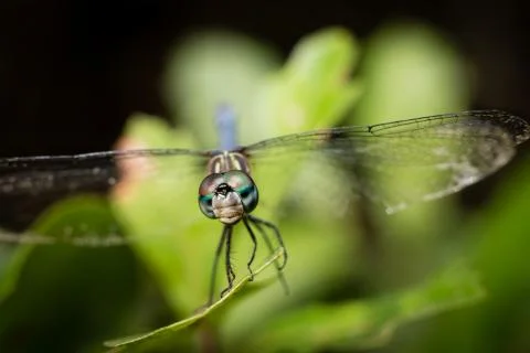 Macro dragonfly3 Stock Photos