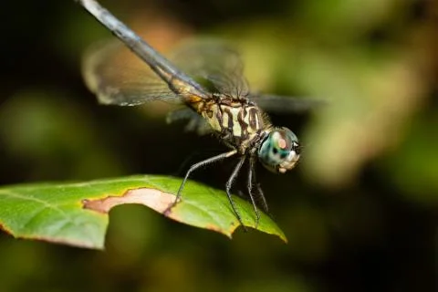Macro dragonfly4 Stock Photos