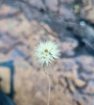 Macro of a dried dandelion seed head Stock Photos