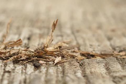 Macro of Dried Grass Growing Through Concrete Crack - Resilience Concept 스톡 사진