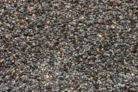 Macro of dried poppy seeds as a background. Stock Photos