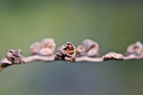 Macro of dried stems Stock Photos