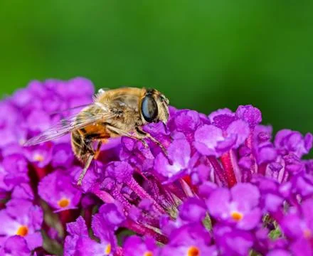 Macro of a drone fly Stock Photos