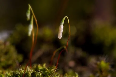 Macro of drooping capsules of moss Stock Photos