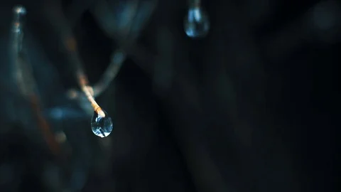 Macro drop on a branch in the forest Video stock 72957869
