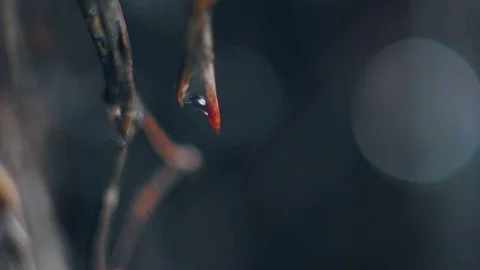 Macro drop on a branch in the forest Stock Footage 80020671