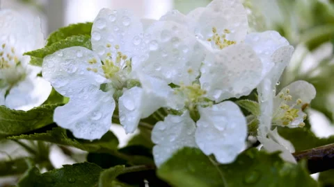 Macro. A drop of dew on the flowers of an apple tree. Apple Blossom. Spring 動画素材 127442320
