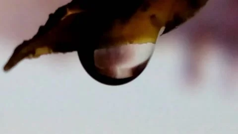 Macro drop reflection background 스톡 동영상 90189856