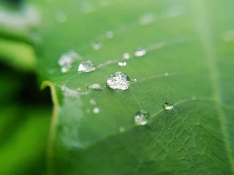Macro Drop Reflection Stock Photos