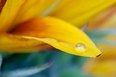 Macro drop on the sunflower petal 스톡 사진